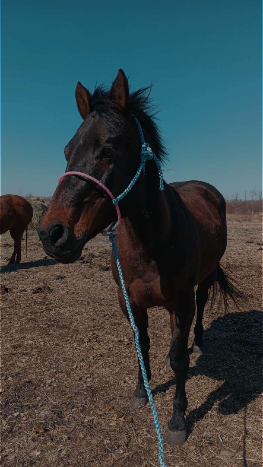 Single Color Lariat Noseband Halter image 2