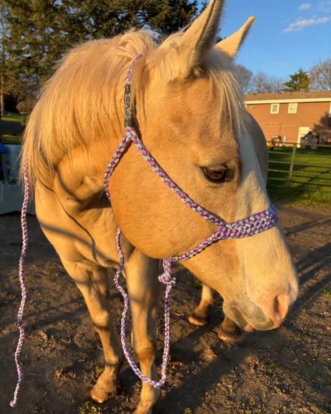 Four Color MuleTape Halter W/ Lead- Customize
