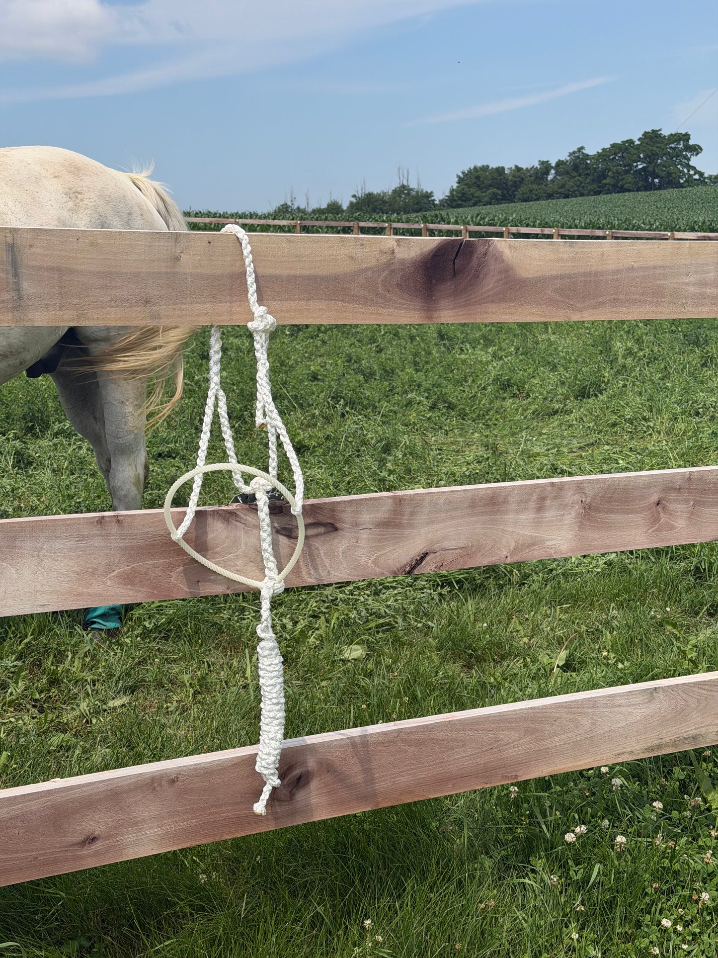 Signature| White Lariat