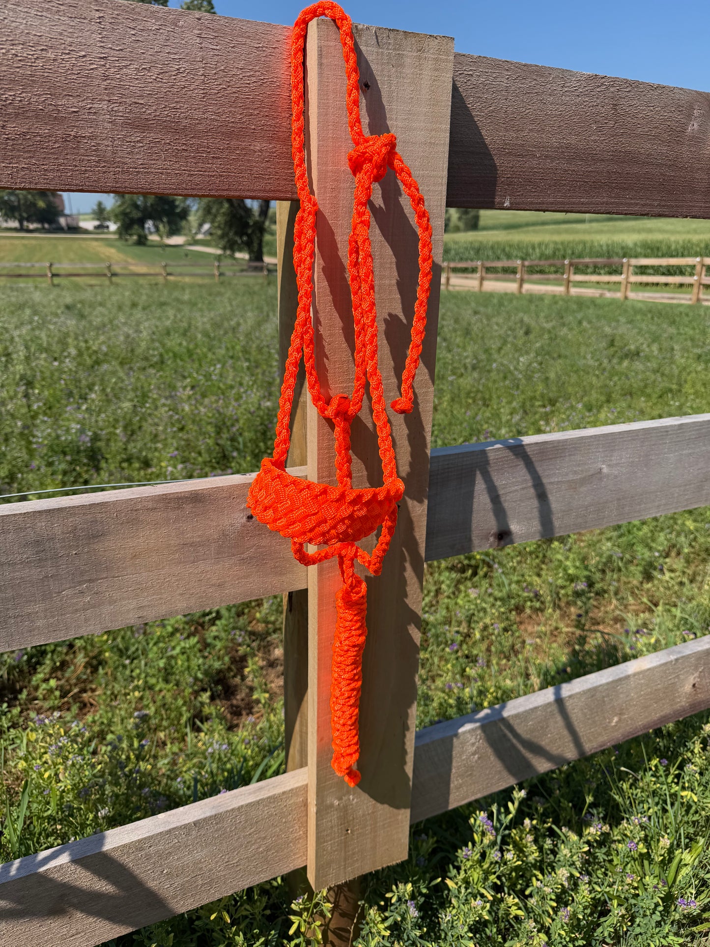 Signature| Orange