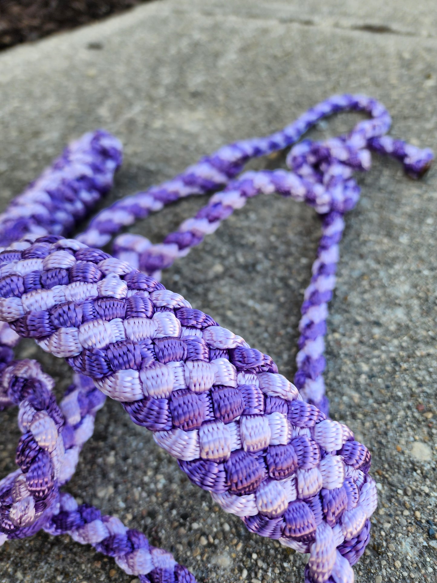 Two Color Muletape Halter & Lead image 3