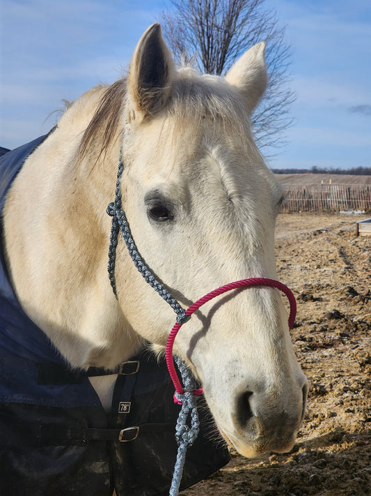 Single Color Lariat Noseband Halter image 1
