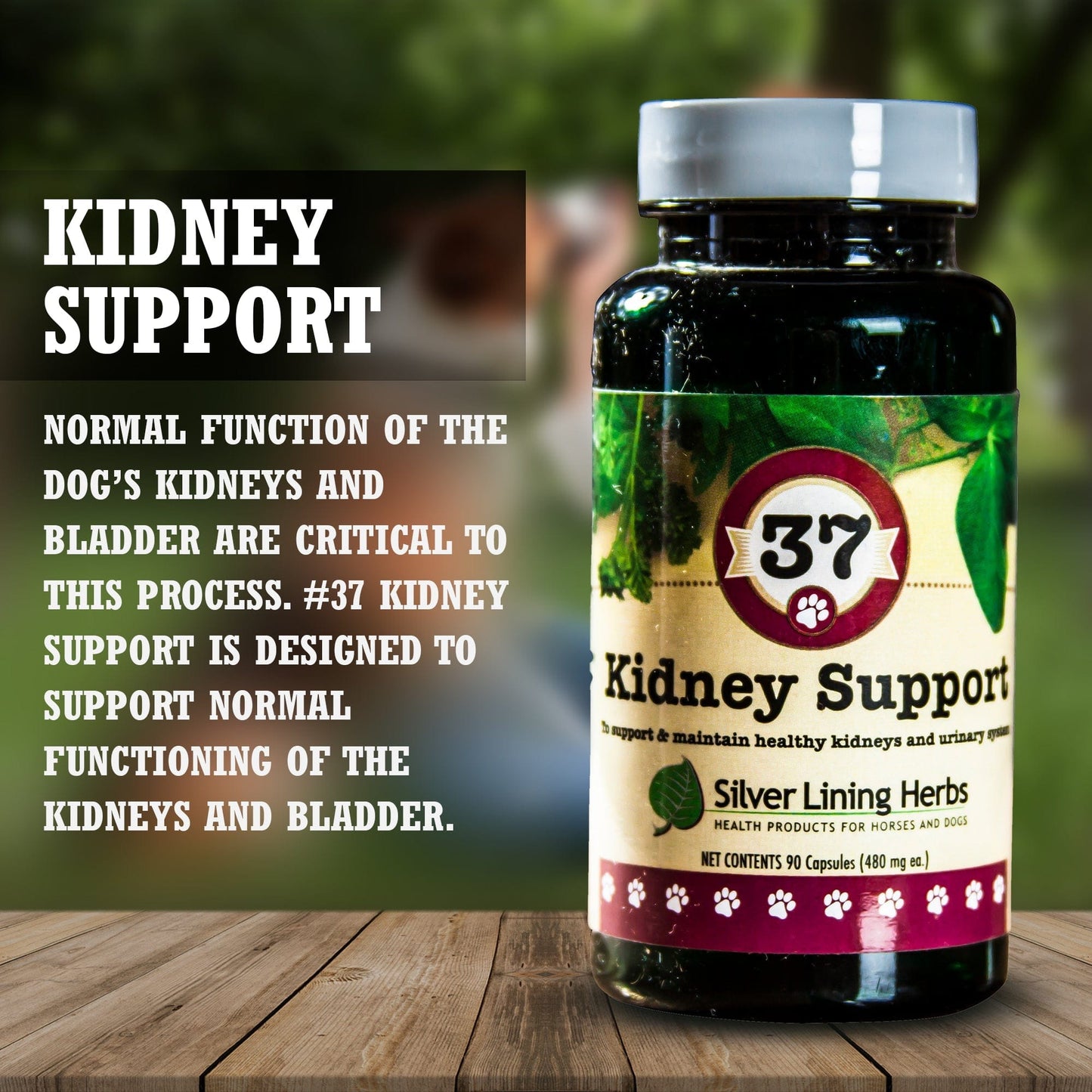 37 Kidney Support for Canines -  90 Capsule