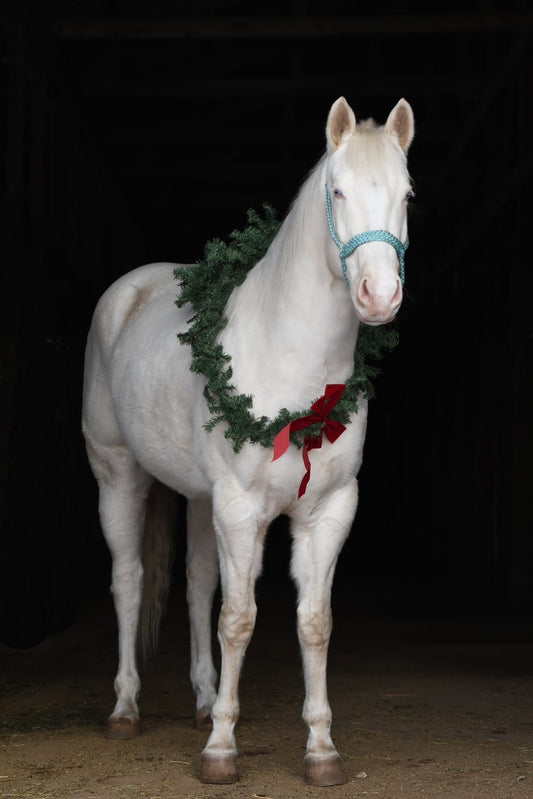 One Color Muletape Halter + Lead- Customize