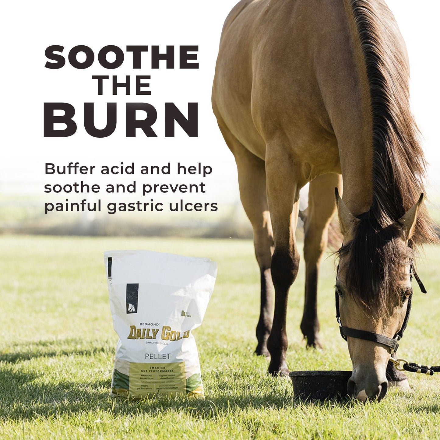 Daily Gold® - Horse Gut Supplements