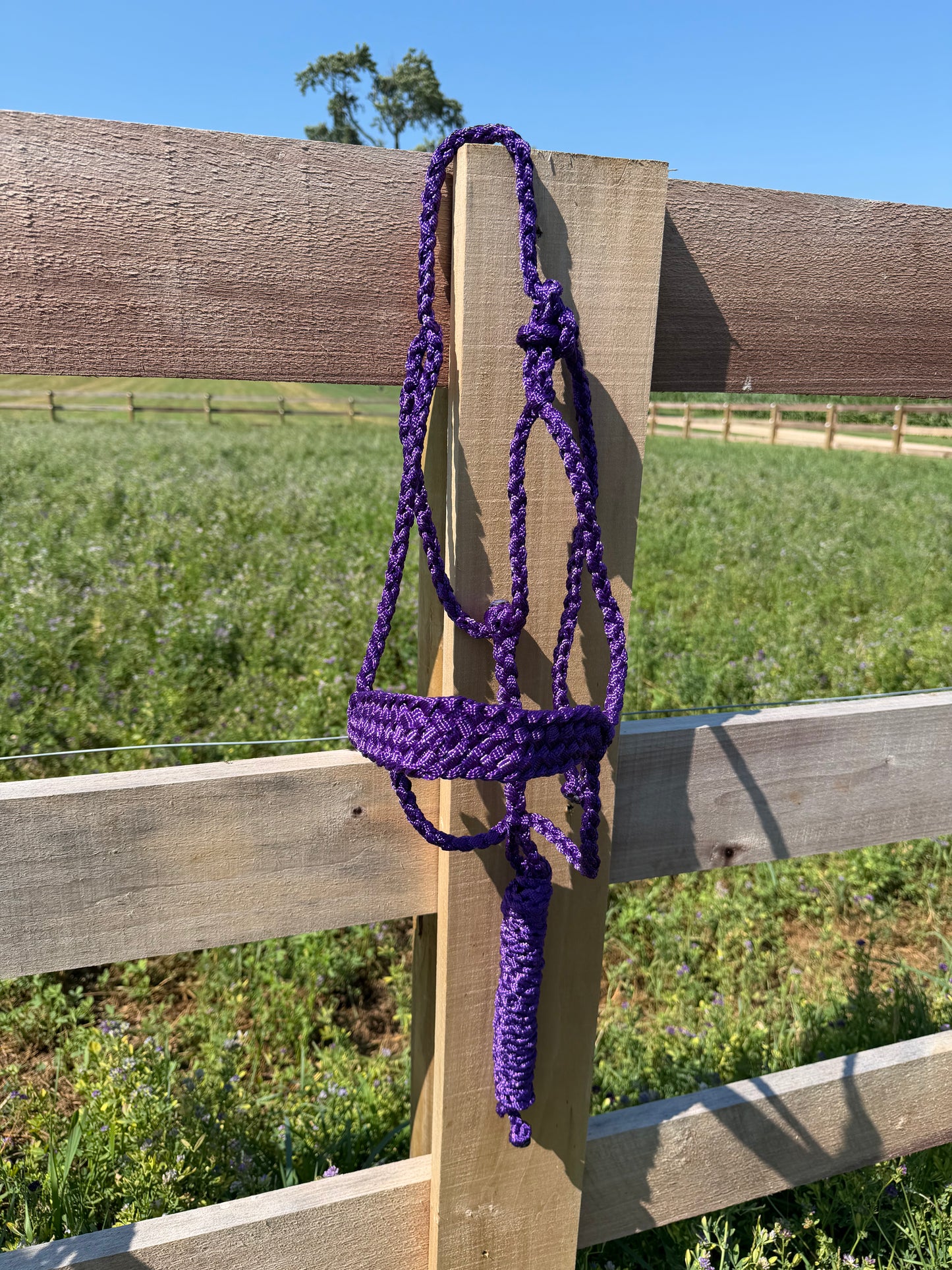 Signature| Purple
