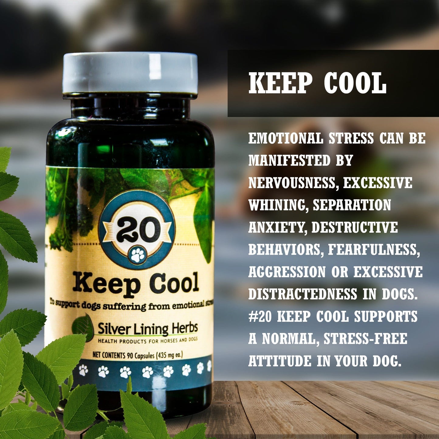 Keep Cool for Canines