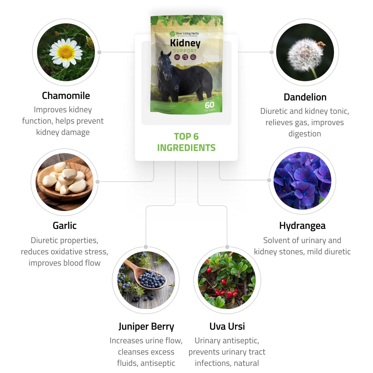 Kidney Support for Horses