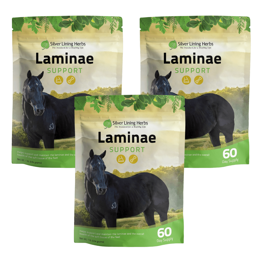 Laminae Support for Horses