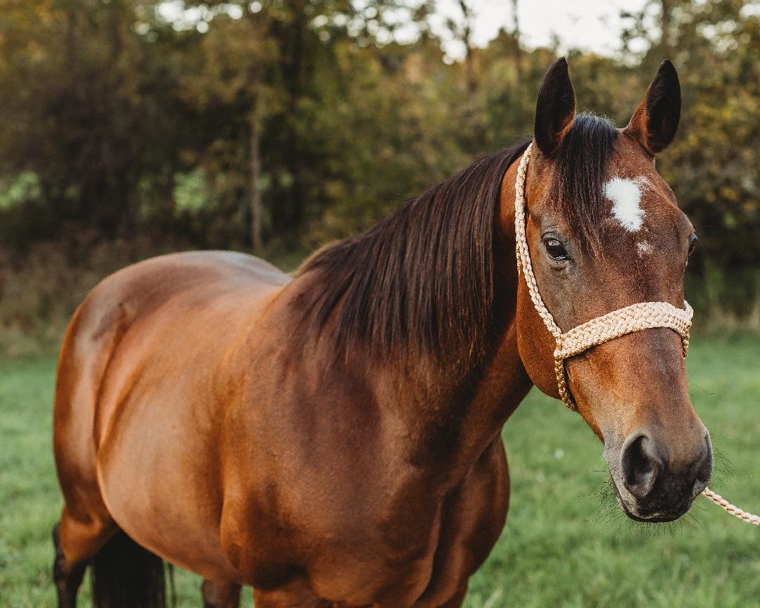 One Color Muletape Halter + Lead- Customize