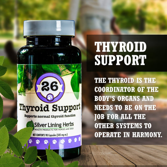 Thyroid Support for Canines